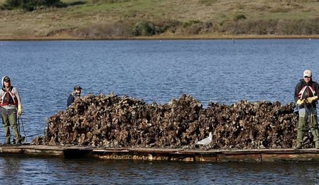 İstiridye Avcısı - Oyster Farmer izle